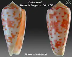 Description de l'image Conus timorensis 1.jpg.