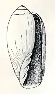 Description de l'image Conus tinianus 001.png.
