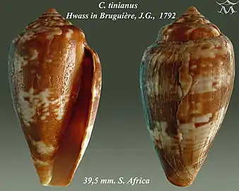 Conus tinianus Hwass in Bruguière, J.G., 1792