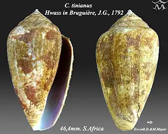 Conus tinianus Hwass in Bruguière, J.G., 1792