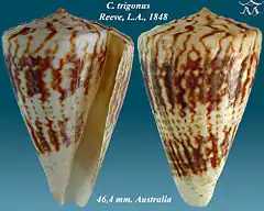 Description de l'image Conus trigonus 1.jpg.