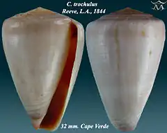 Description de l'image Conus trochulus 1.jpg.