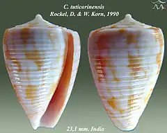 Description de l'image Conus tuticorinensis 1.jpg.