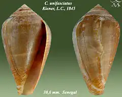 Description de l'image Conus unifasciatus 1.jpg.