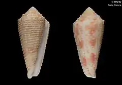 Description de l'image Conus vappereaui (MNHN-IM-2012-38012).jpeg.