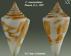 Description de l'image Conus venezuelanus 1.jpg.