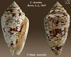 Description de l'image Conus victoriae 1.jpg.