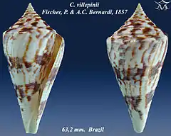 Description de l'image Conus villepinii 1.jpg.