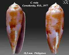 Description de l'image Conus viola 1.jpg.
