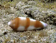 Cône violacé (Conus violaceus), très rare.