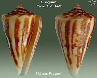 Conus virgatus Reeve, L.A., 1849