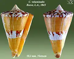 Description de l'image Conus voluminalis 1.jpg.