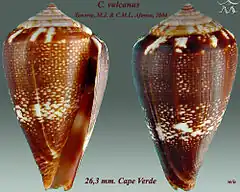 Description de l'image Conus vulcanus1.jpg.