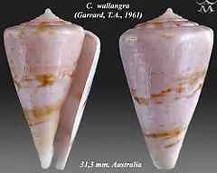 Description de l'image Conus wallangra 1.jpg.