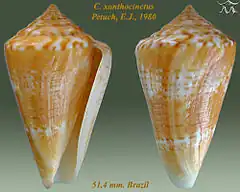 Description de l'image Conus xanthocinctus.jpg.