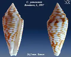 Description de l'image Conus yemenensis 1.jpg.