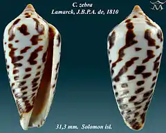 Description de l'image Conus zebra 1.jpg.