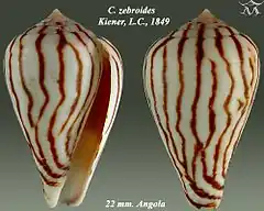 Description de l'image Conus zebroides 1.jpg.