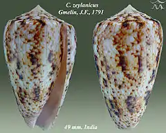 Description de l'image Conus zeylanicus 1.jpg.