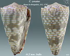Description de l'image Conus zonatus 2.jpg.