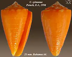 Description de l'image Conus zylmanae 1.jpg.