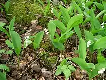 Convallaria majalis