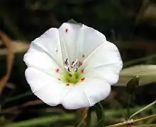 Fleur, avec des trombidions, forme adulte des aoûtats.