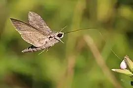 Un sphinx du liseron, en Bulgarie. Juillet 2017.