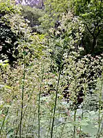 Conyza canadensis.