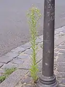 La plante s'est très bien adaptée aux milieux urbains.