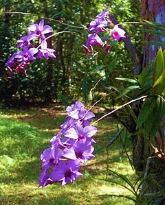 Orchidée de Cooktown, Dendrobium biggibum.