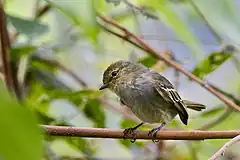 Description de l'image Coopmans’ Tyrannulet.jpg.