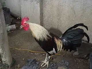 Un coq noir et blanc