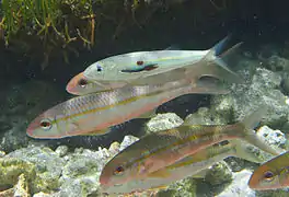 Un copépode parasite (Penella filosa?) sur un jeune Mulloidichthys flavolineatus.