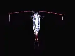 Une larve de copépode translucide avec de grandes antennes.
