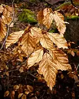 Fagus sylvatica (Fagaceae)