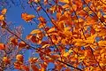 Feuilles de hêtre européen (Fagus sylvatica)