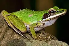 Description de l'image Copper Cheeked Tree Frog.jpg.