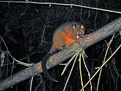 Description de l'image Coppery Brushtail Possum (3625102158).jpg.