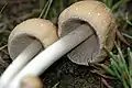 Coprinellus micaceus