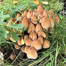 Champignons Coprinellus micaceus