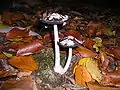 Coprinus picaceus(spécimen âgé)