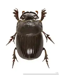 Copris lunaris (Coleoptera).