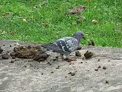 Pigeon biset picorant du crottin.