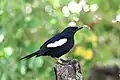 Copsychus sechellarum, magpie robin.