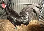 Coq Appenzelloise huppée noir