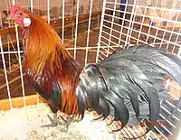 Coq Javanaise saumon doré foncé