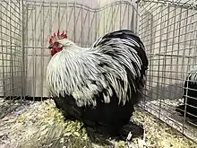 Coq Pékin Birchen