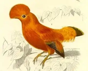 Coq de roche (Rupicola rupicola), dans le Dictionnaire universel d’histoire naturelle d'Alcide d'Orbigny.