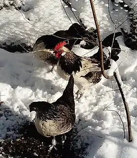 Coq et poules Bassette.